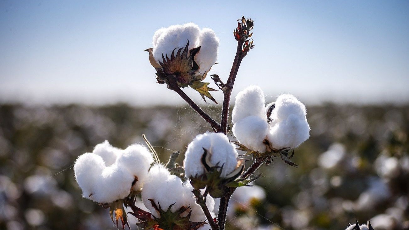 كيف يساهم قطن أوزبكستان بإنتاج الذخائر الحربية الروسية؟ 