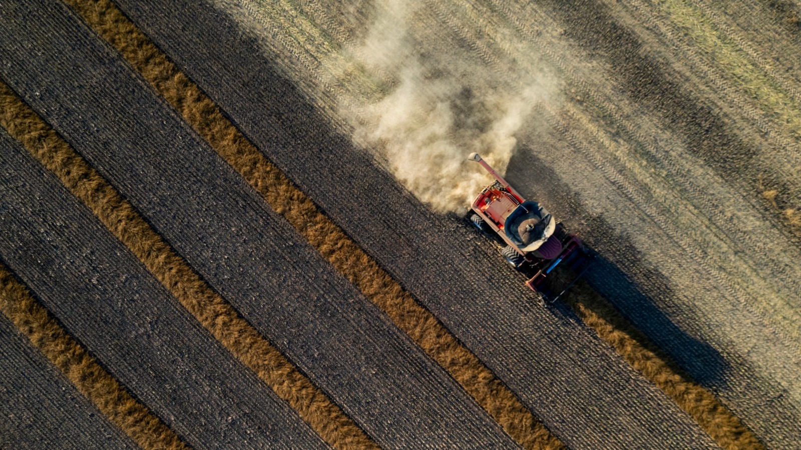 الصين توقف الرسوم الجمركية على الكانولا الكندية في خطوة تعزز الانفراج التجاري 