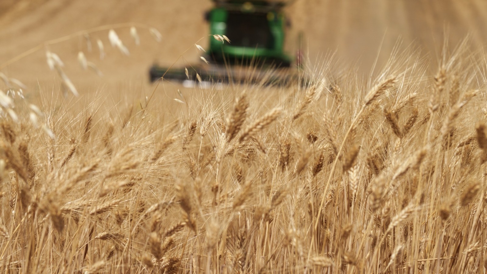 صناديق التحوط تراهن على صعود القمح بسبب أميركا وحرب الشرق الأوسط 