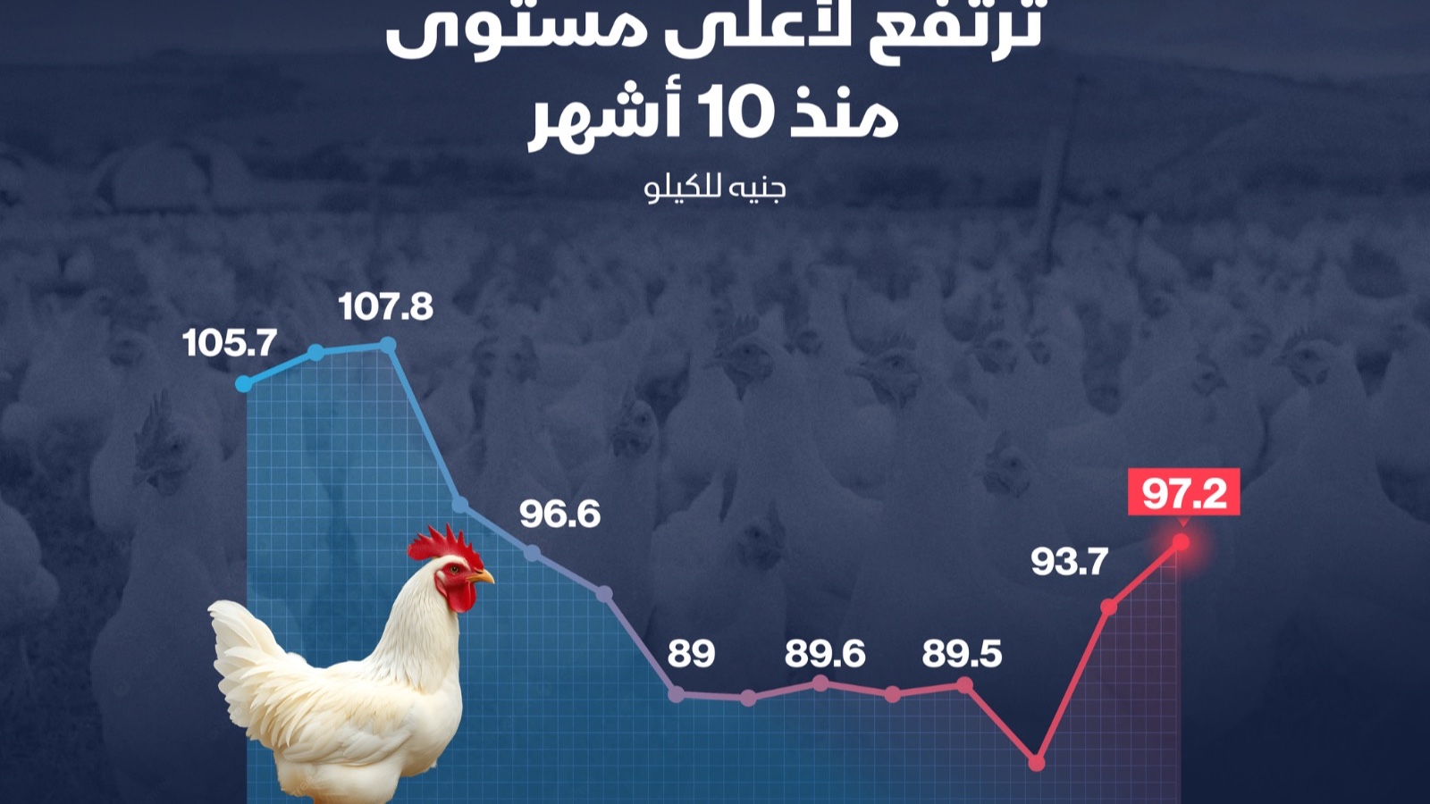 إنفوغراف: أسعار الدواجن في مصر تواصل الارتفاع 