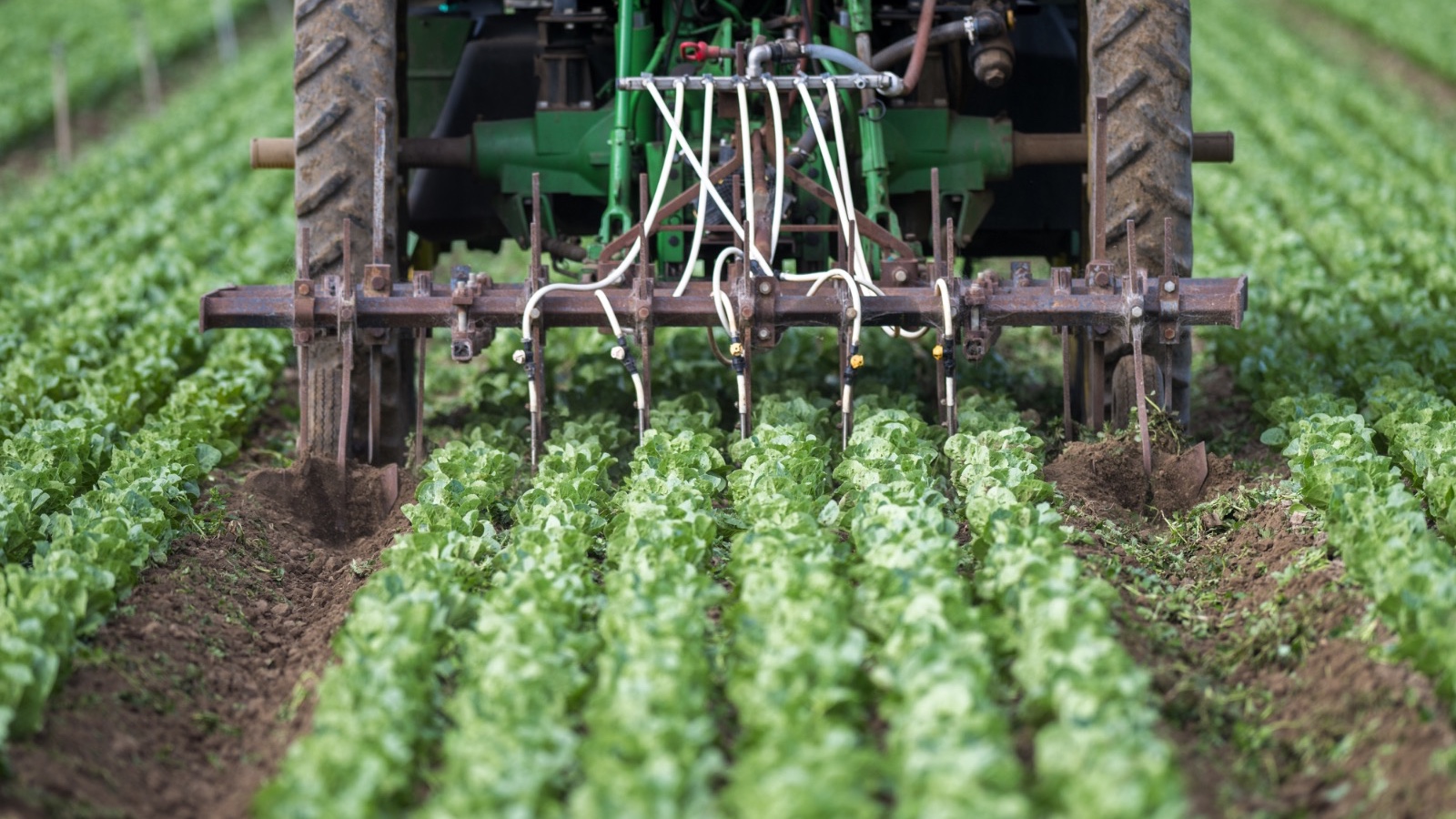 quot;فيرتيغلوبquot; الإماراتية: أسعار الأسمدة النيتروجينية مرشحة للارتفاع مجدداً 