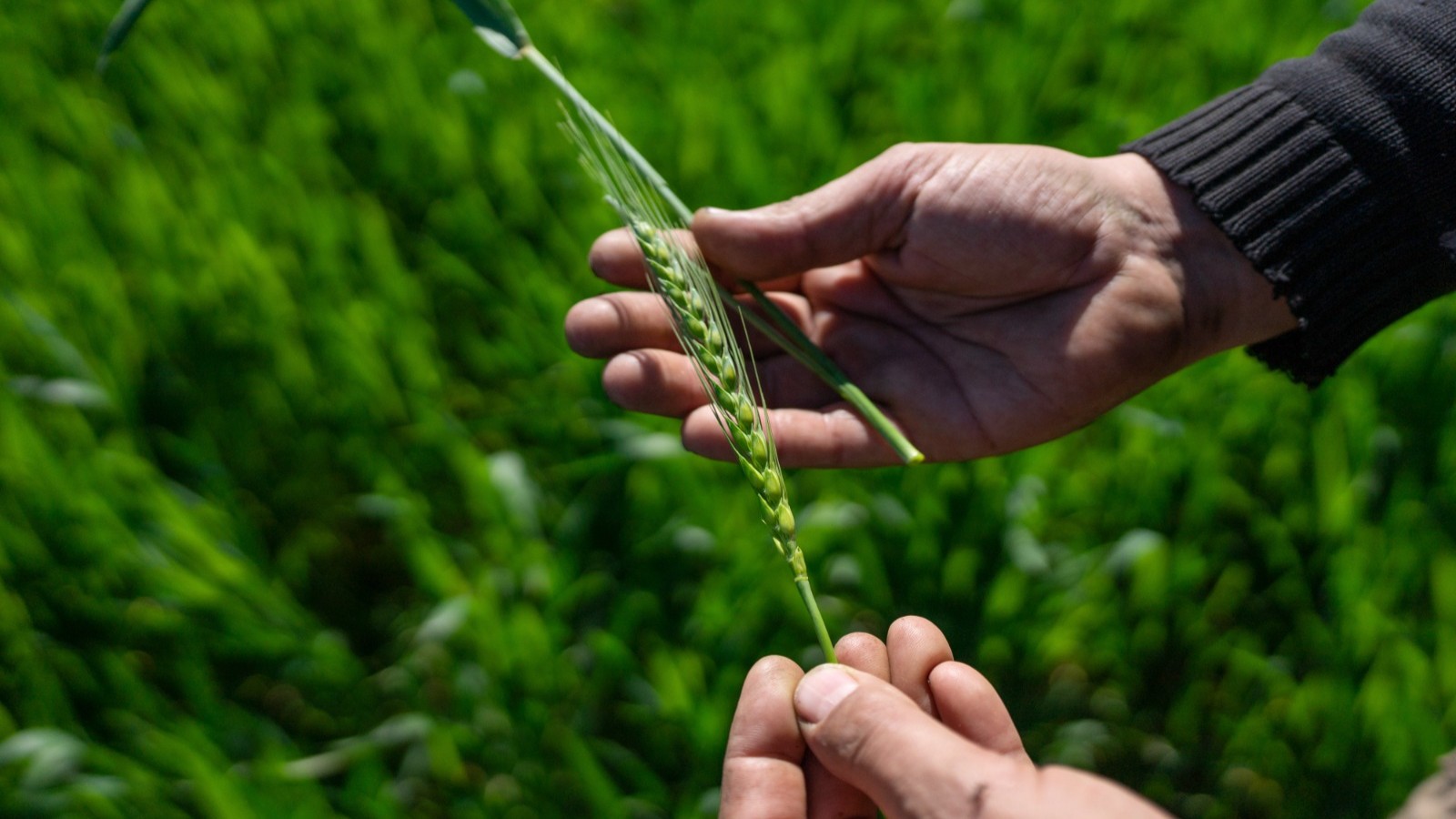 الصين تشتري شحنة نادرة من قمح الأرجنتين مع خفض ميلي للرسوم الجمركية 