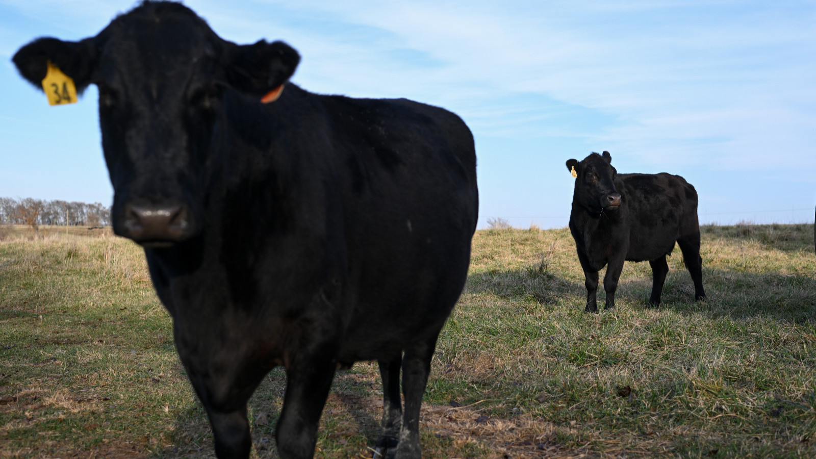 لحوم الأبقار الأميركية تترقب انتعاشاً في الصين مع تراجع المنافسين 