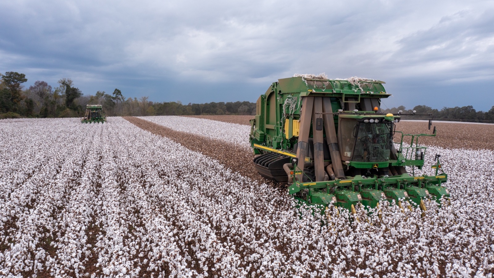 توقعات شح الإمدادات ترفع أسعار القطن إلى أعلى مستوى منذ 2024 