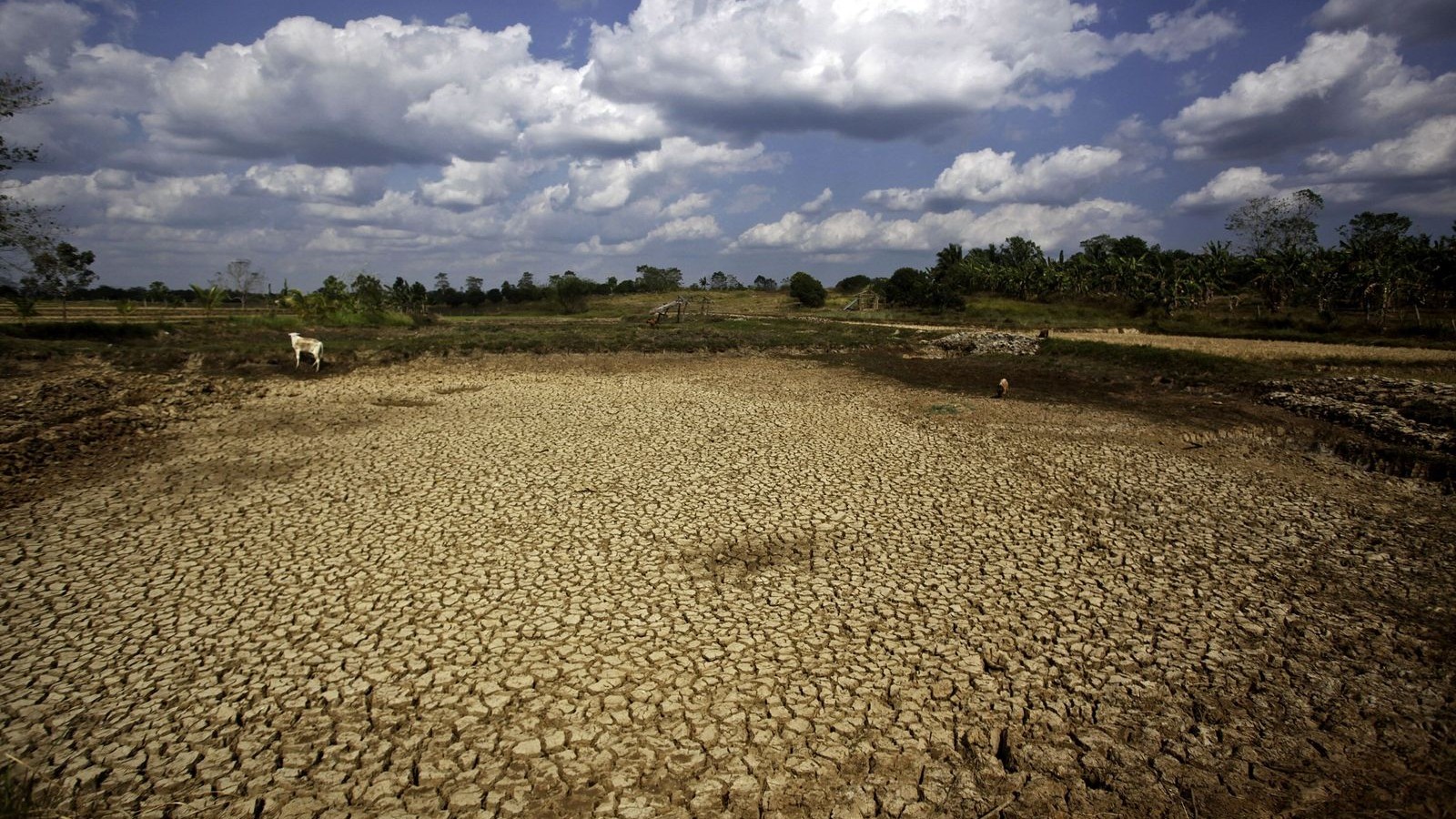 ثلاثة تهديدات تواجه الأمن الغذائي العالمي 