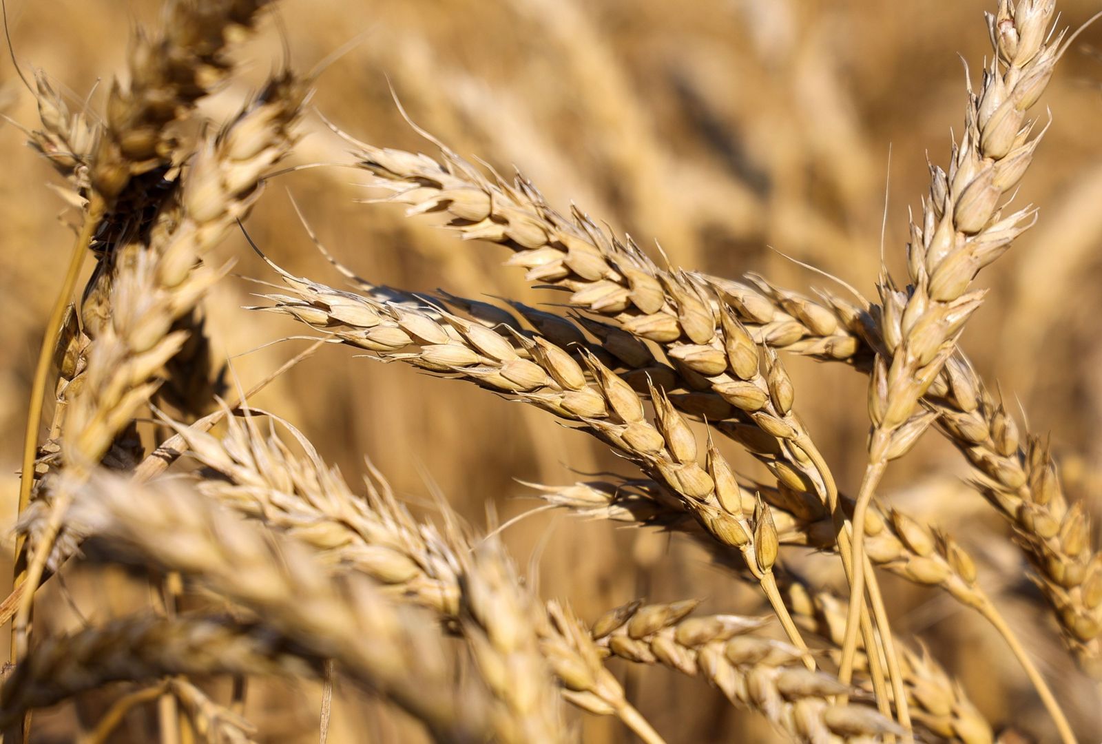 مصر تخفض استيرادها من القمح إلى 5.3 مليون طن في 2022