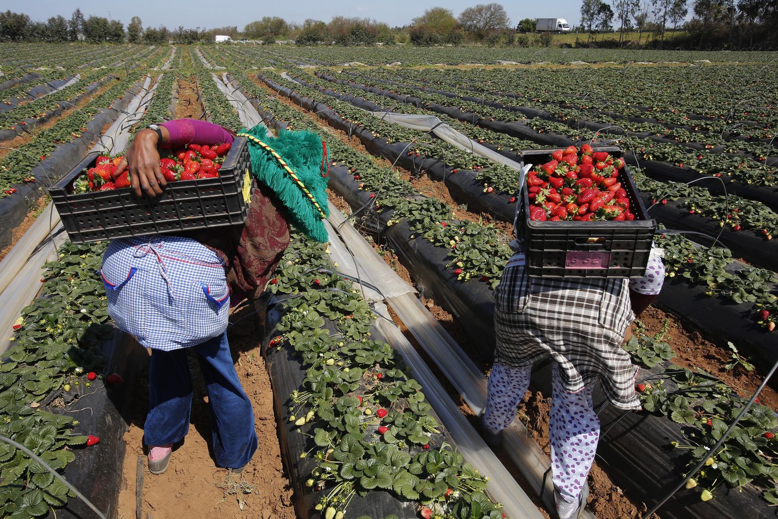 نمو اقتصاد المغرب يتحسن في الربع الثالث إلى 2.8% مدفوعاً بالزراعة