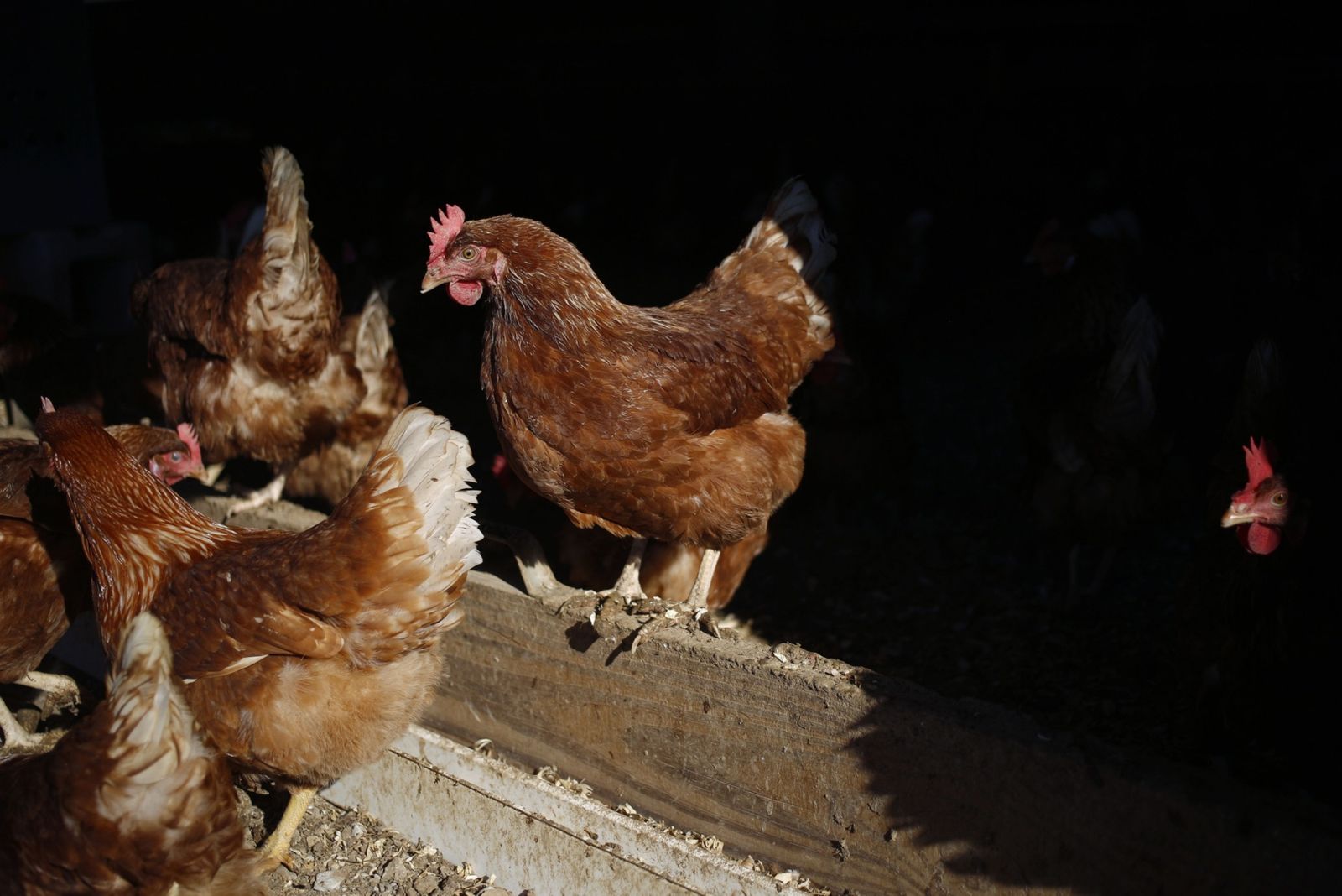 ارتفاع أسعار الدجاج البرازيلي بسبب حرب أوكرانيا