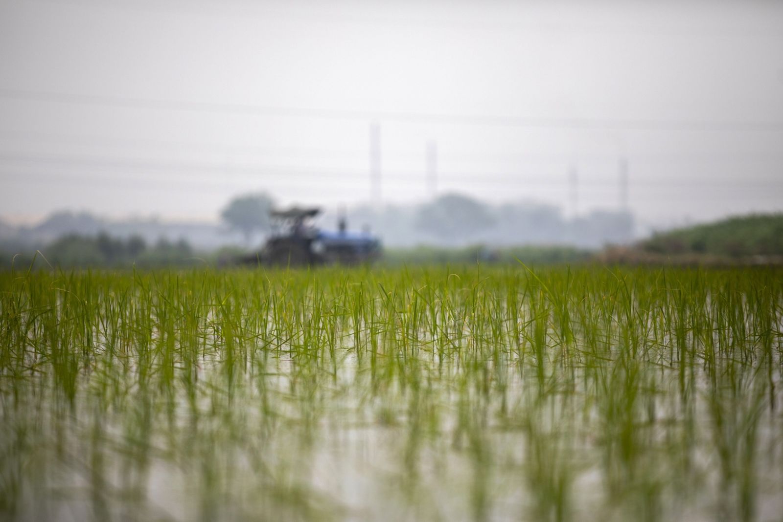 الهند تقيد صادرات الأرز بمختلف أنواعه