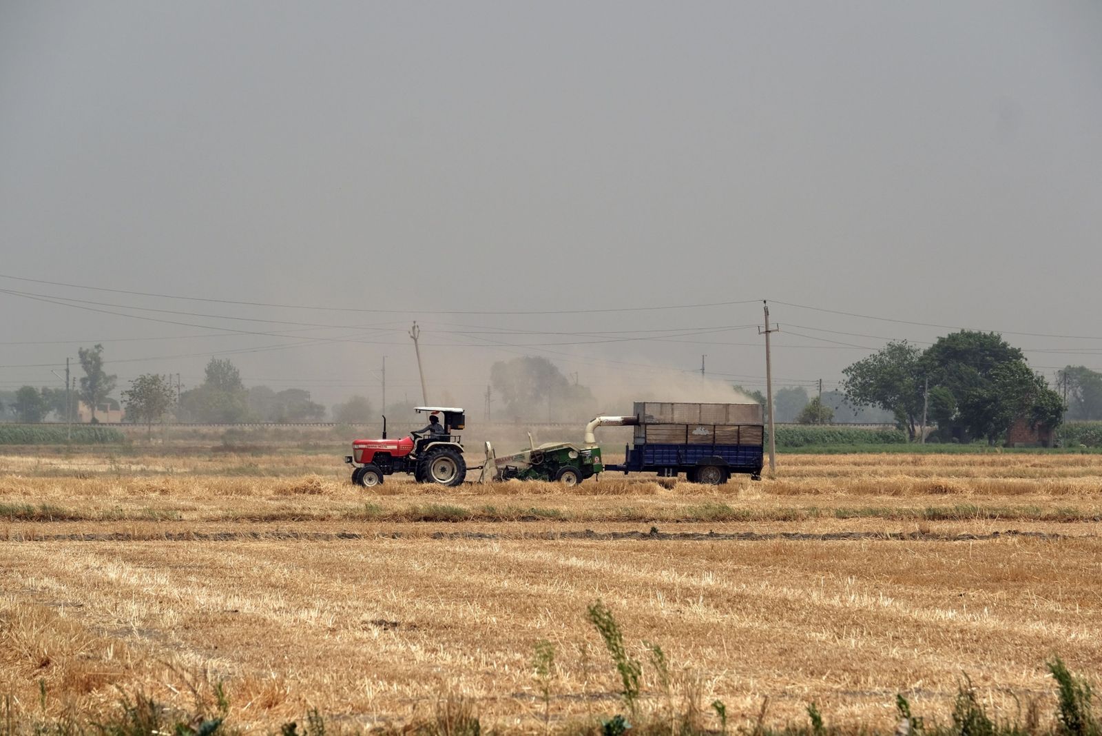 حظر تصدير القمح الهندي يضع المستوردين الآسيويين في 
