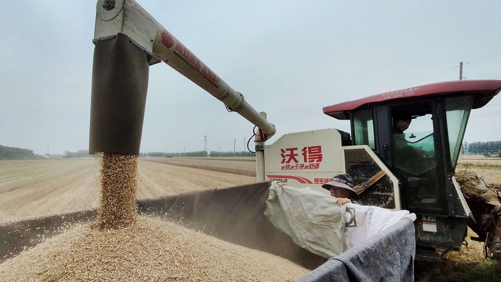 الأمطار الغزيرة تحاصر محصول القمح في الصين