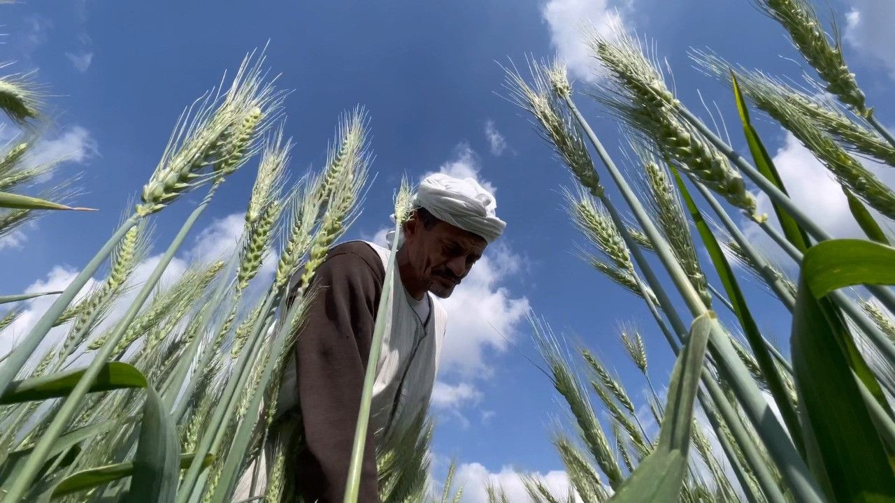 مصر تزيد سعر شراء القمح من المزارعين 50% منذ بداية العام