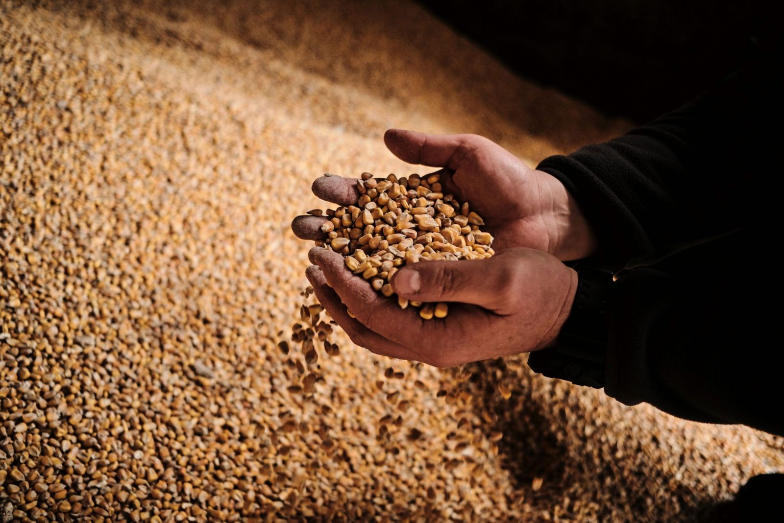 الحبوب الأوكرانية مطلوبة لكن ليس في أوروبا الشرقية