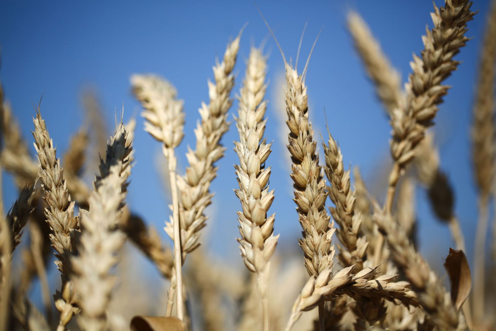 القمح يسجل أعلى مستوى منذ 2008 بسبب الأزمة الروسية الأوكرانية