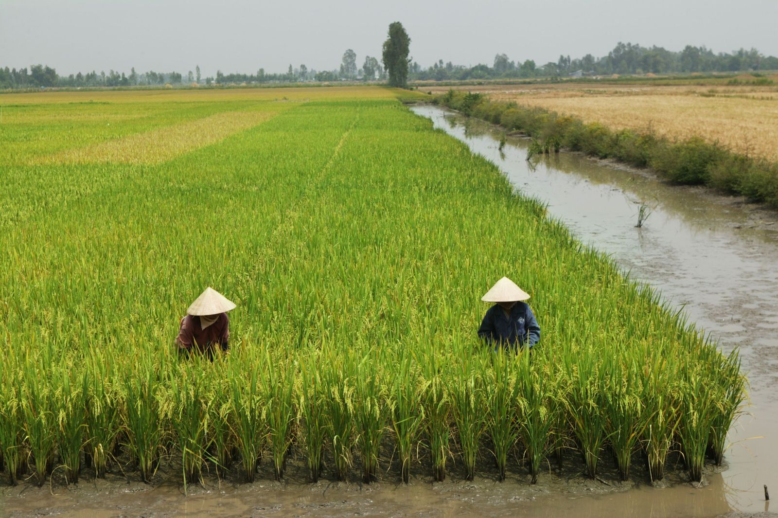 فيتنام تطلب من مزارعي الأرز الغرس المبكر خوفاً من الجفاف