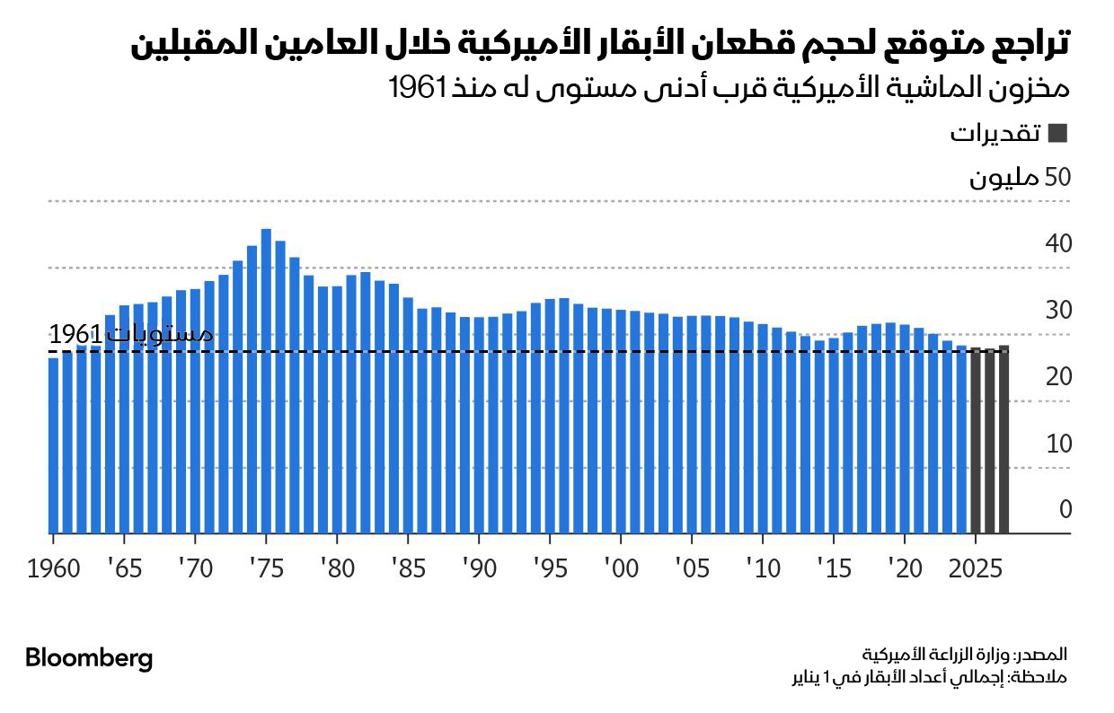 يعاني سوق اللحم البقري في الولايات المتحدة من نقص كبير في أعداد الماشية