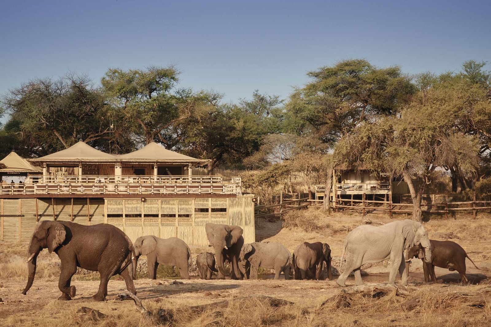 المصور: "مارك ويليامز" Williams)/ Belmond Savute Elephant Lodge)